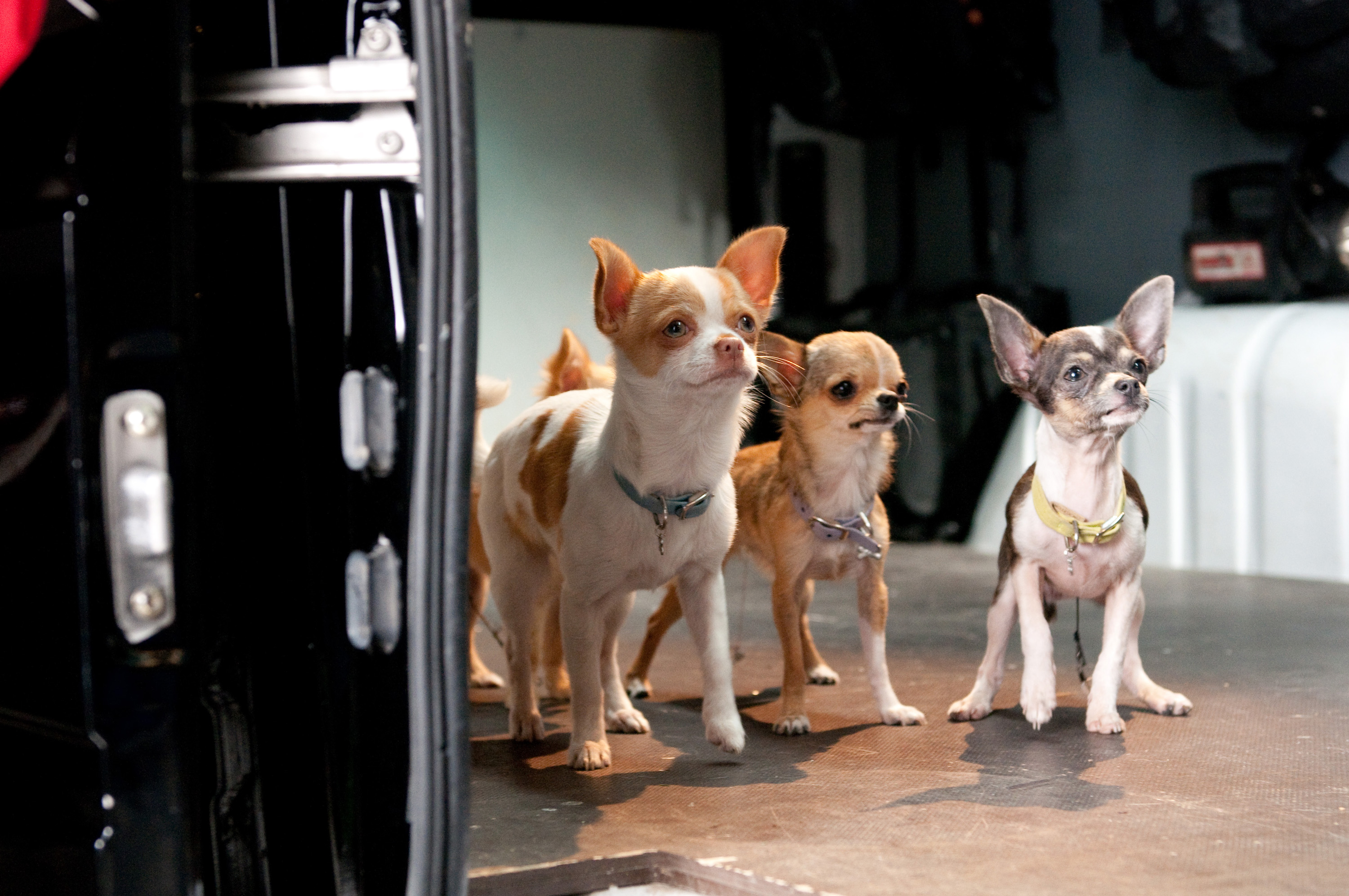 Watch Beverly Hills Chihuahua 2 Online