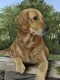 Fido