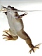xenopus