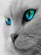Panthea