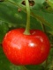 třešnička