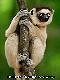 Sifaka