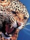 JaguarN