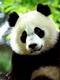 panda.uo