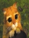 Petit-fou