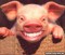 Schweinhund