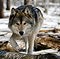 Wolfface