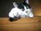 jasse