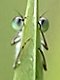 Autogram
