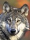 Wolftalon