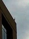 DuckKnight
