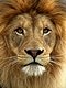 lioncel