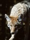 pancoyote