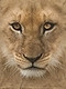 lioncel
