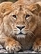 lioncel