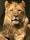 lioncel