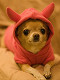Lyli