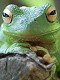 žaba