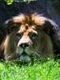 lioncel