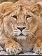lioncel