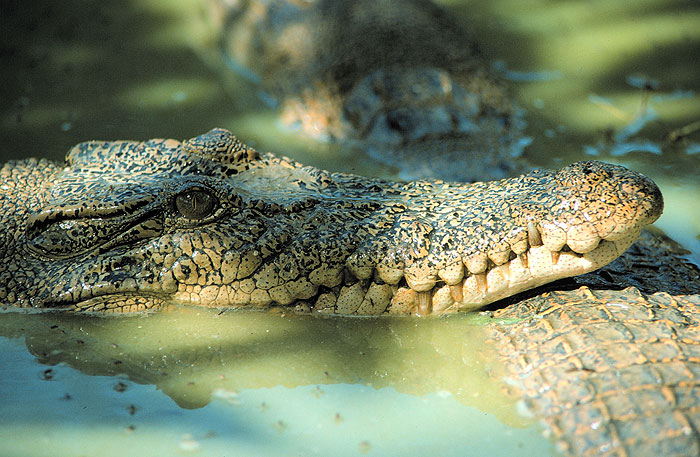 Croc Feeding Frenzy