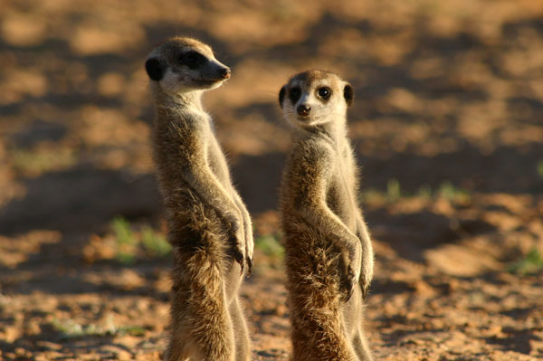 Kráľovstvo surikát: príbeh začína