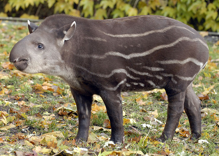 Mláďatá zo zoo