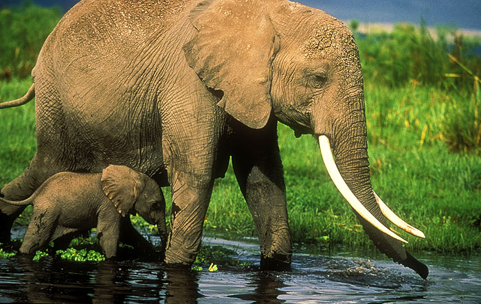 Echo and the Elephants of Amboseli