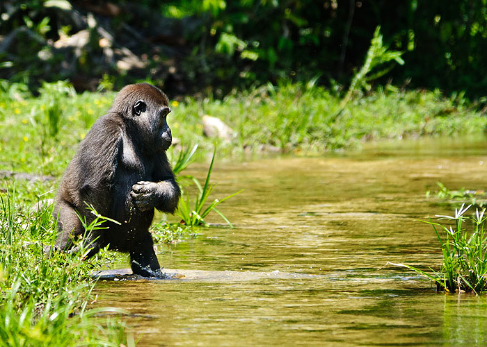 Gorily mezi Prahou a Afrikou