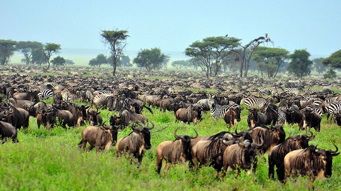 Great Serengeti, The