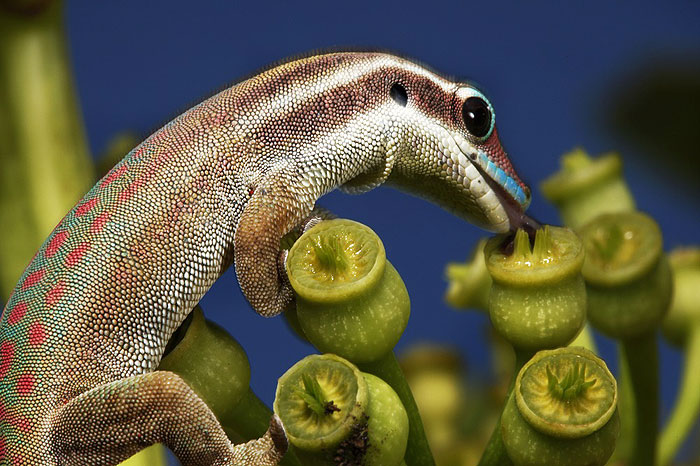 Nat Geo's Most Amazing Photos