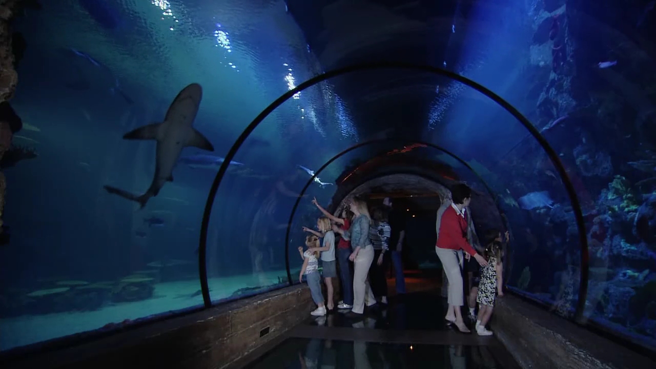 Žraloci v akváriu