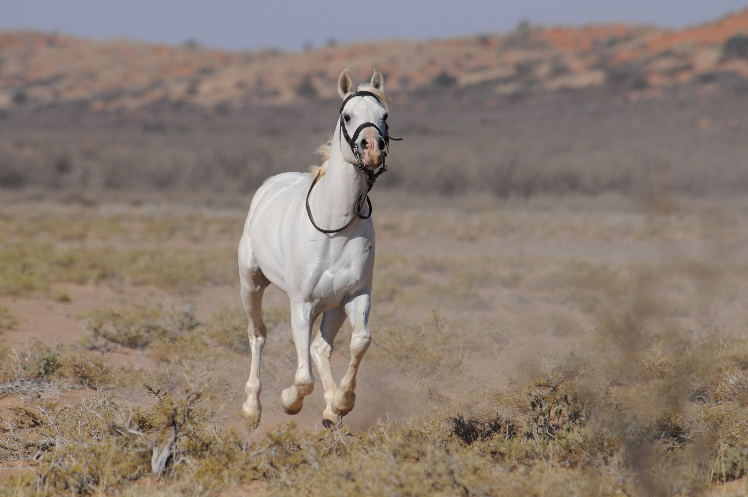 Tornado and the Kalahari Horse Whisperer