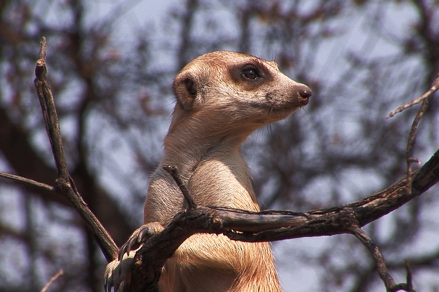 Africká savana