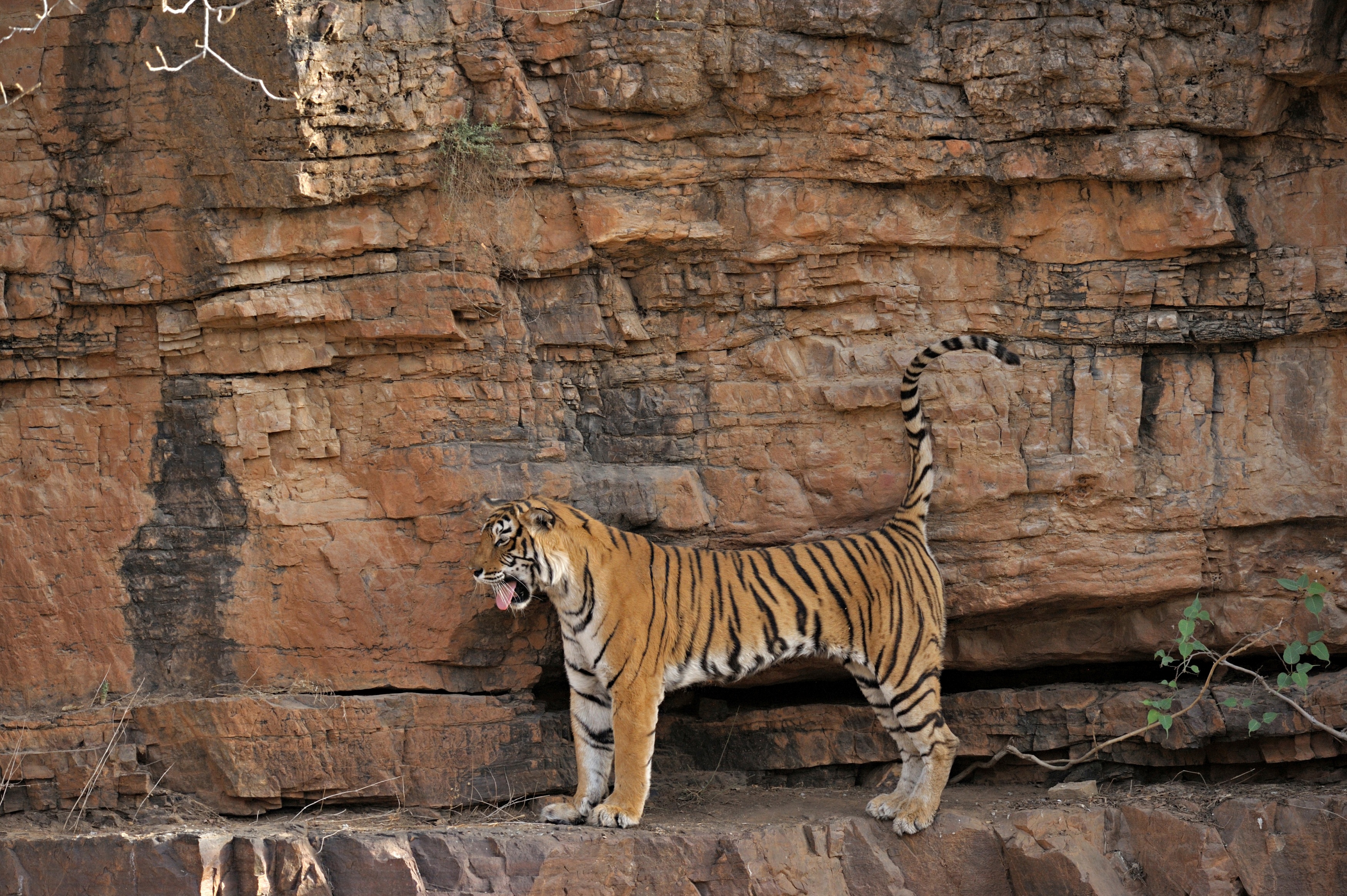 Machli - tygří královna