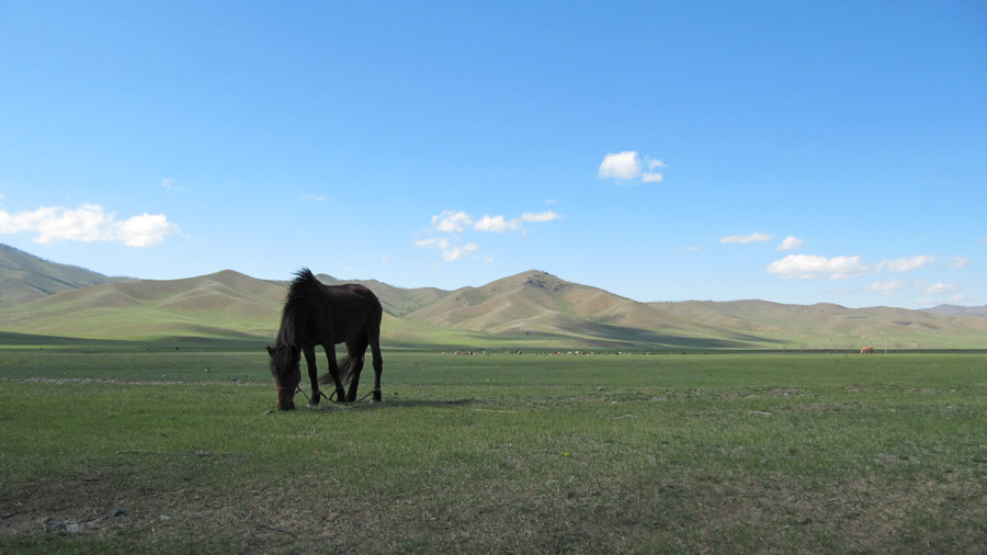 Koňský den po mongolsku