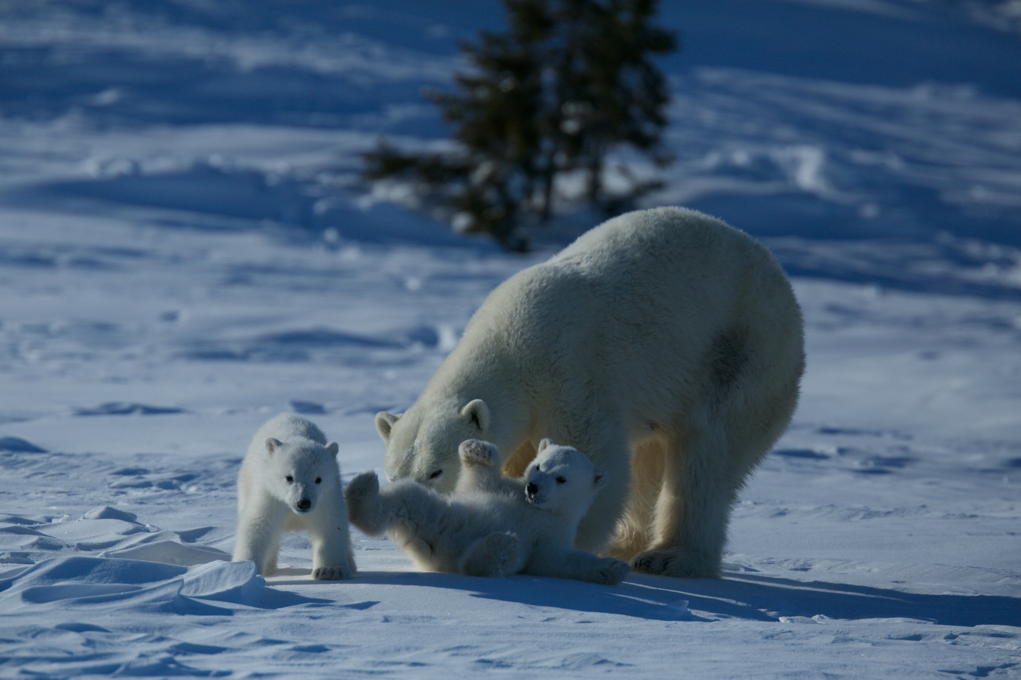 Wild Canada