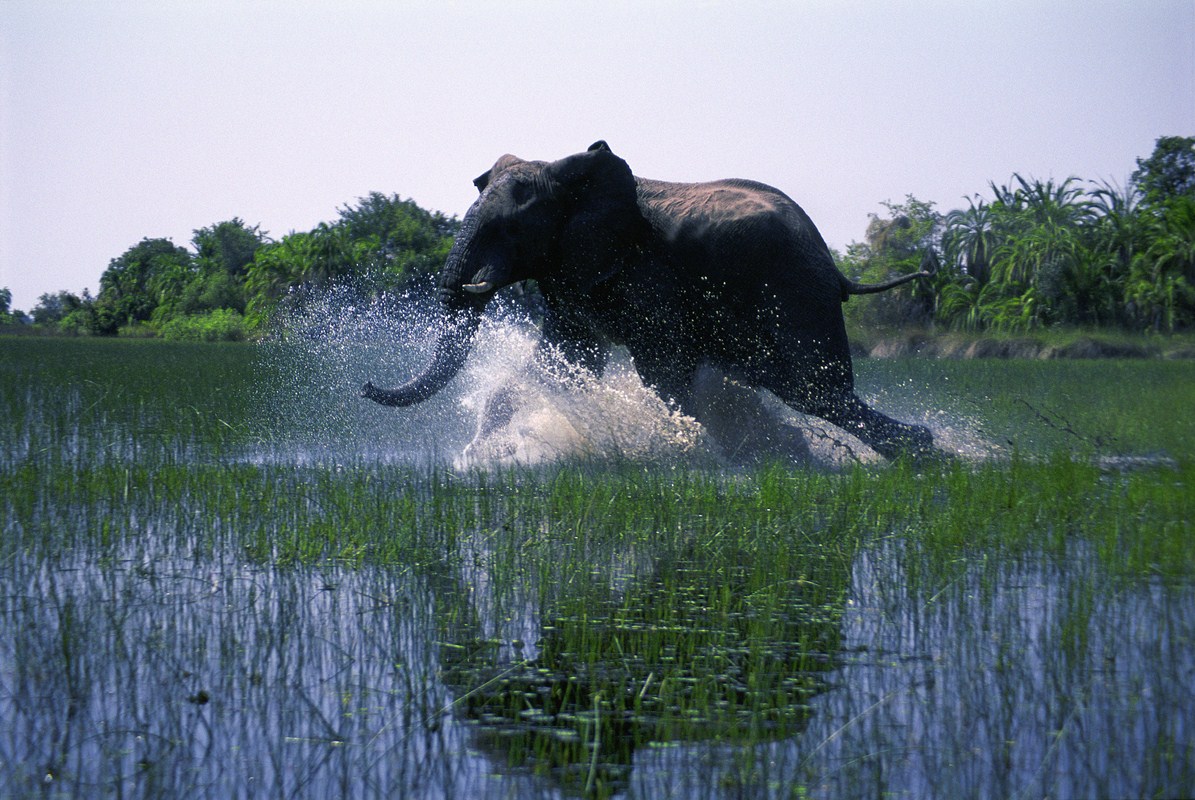 African Safari