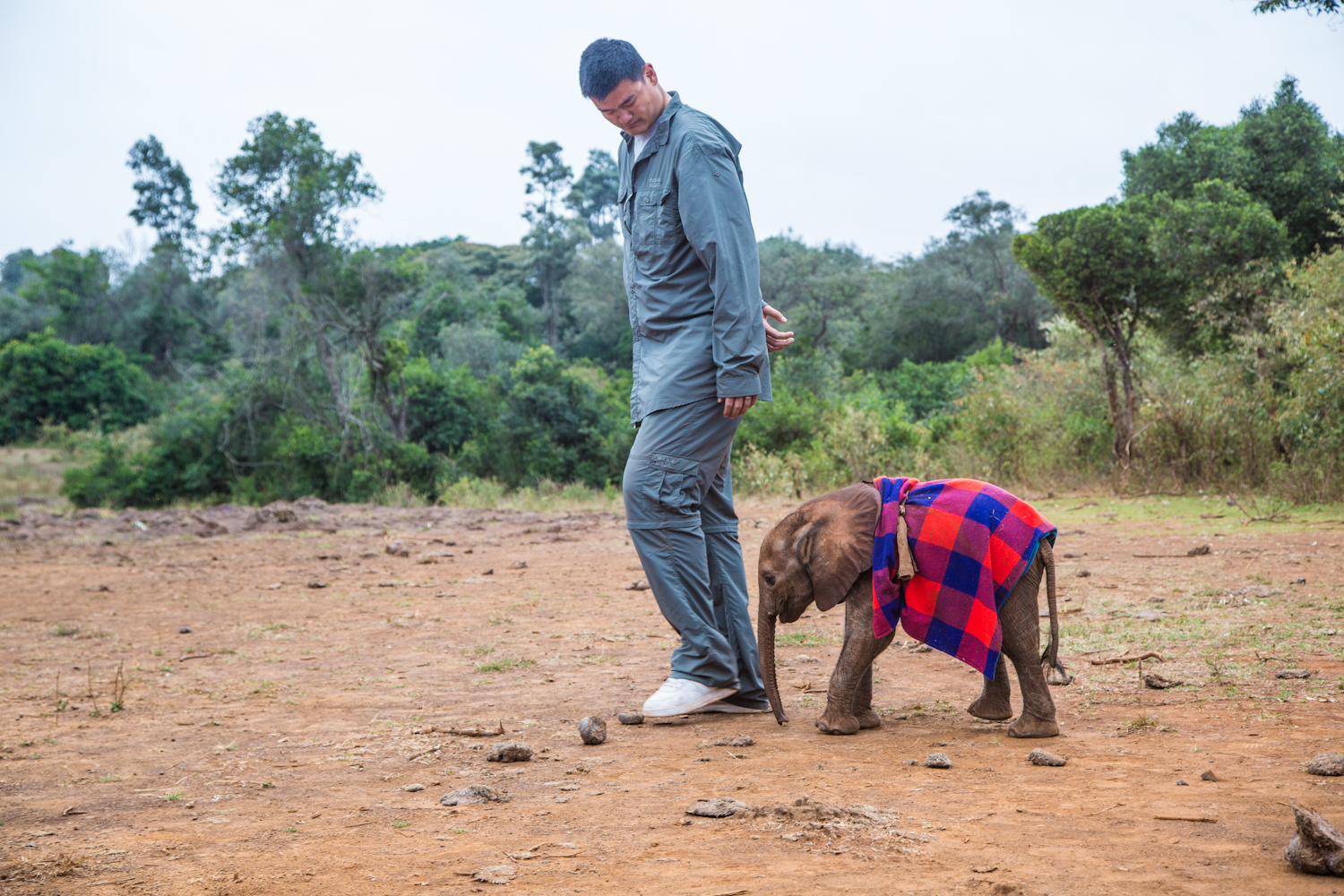 Saving Africa's Giants with Yao Ming