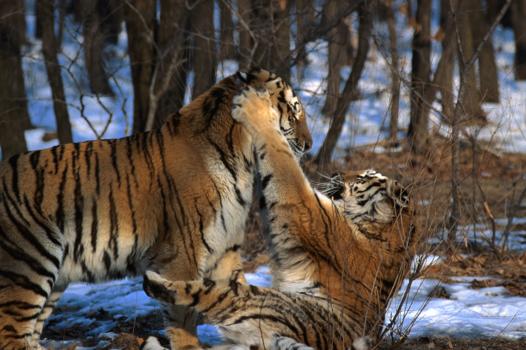 Tigers of the Snow