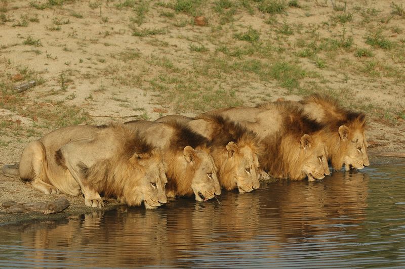 Lions of Sabi Sand: Brothers in Blood
