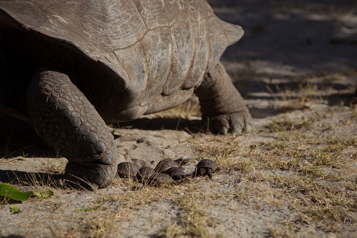 Aldabra: Byl jednou jeden ostrov Aldabra: Byl jednou jeden ostrov