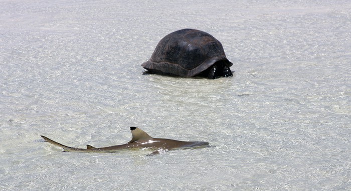 Aldabra: Byl jednou jeden ostrov Aldabra: Byl jednou jeden ostrov