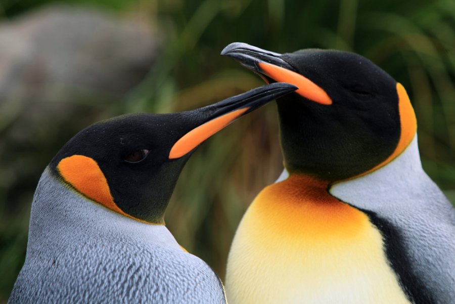 David Attenborough: Příběh tučňáka