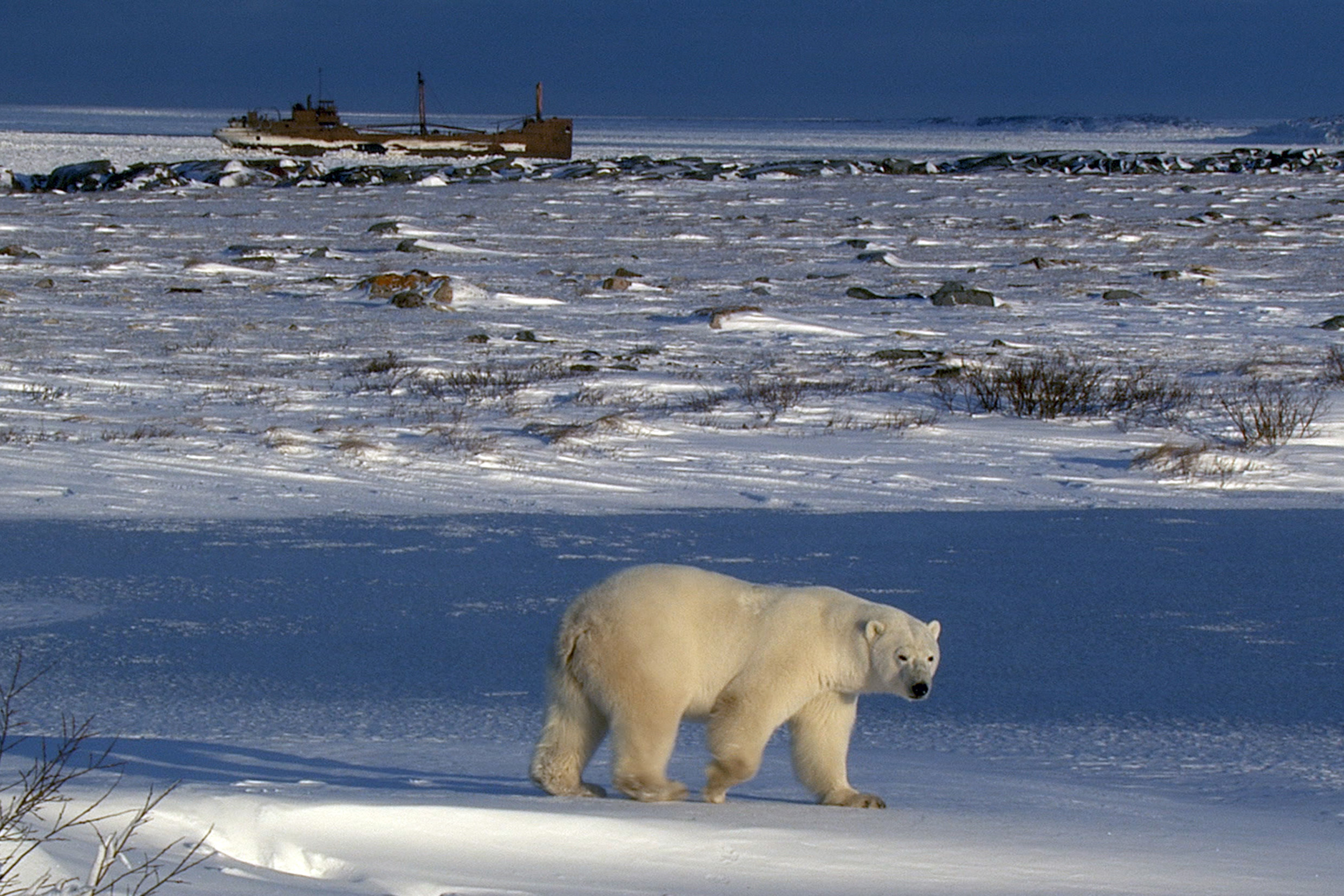 Polar Bear Town