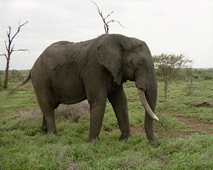 Zoologická v africkém stylu