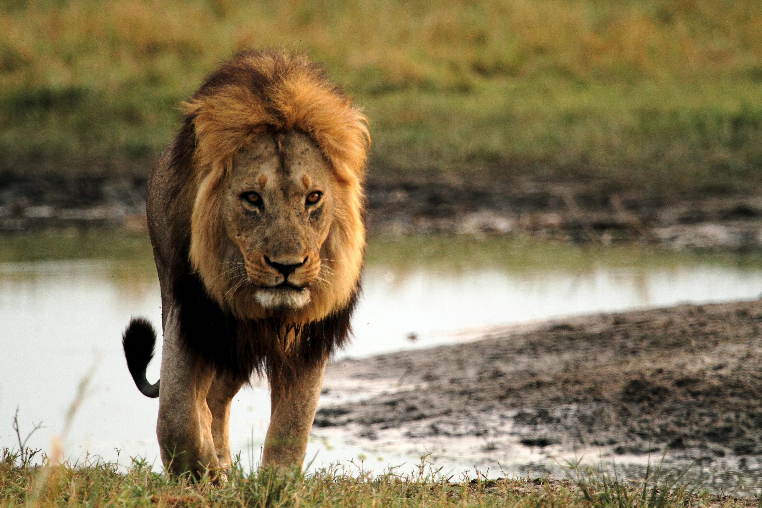 Natural World - Return of the Giant Killers: Africas Lion Kings