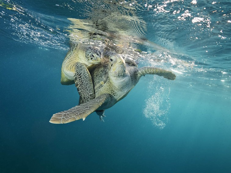 Sea of Hope: America's Underwater Treasures