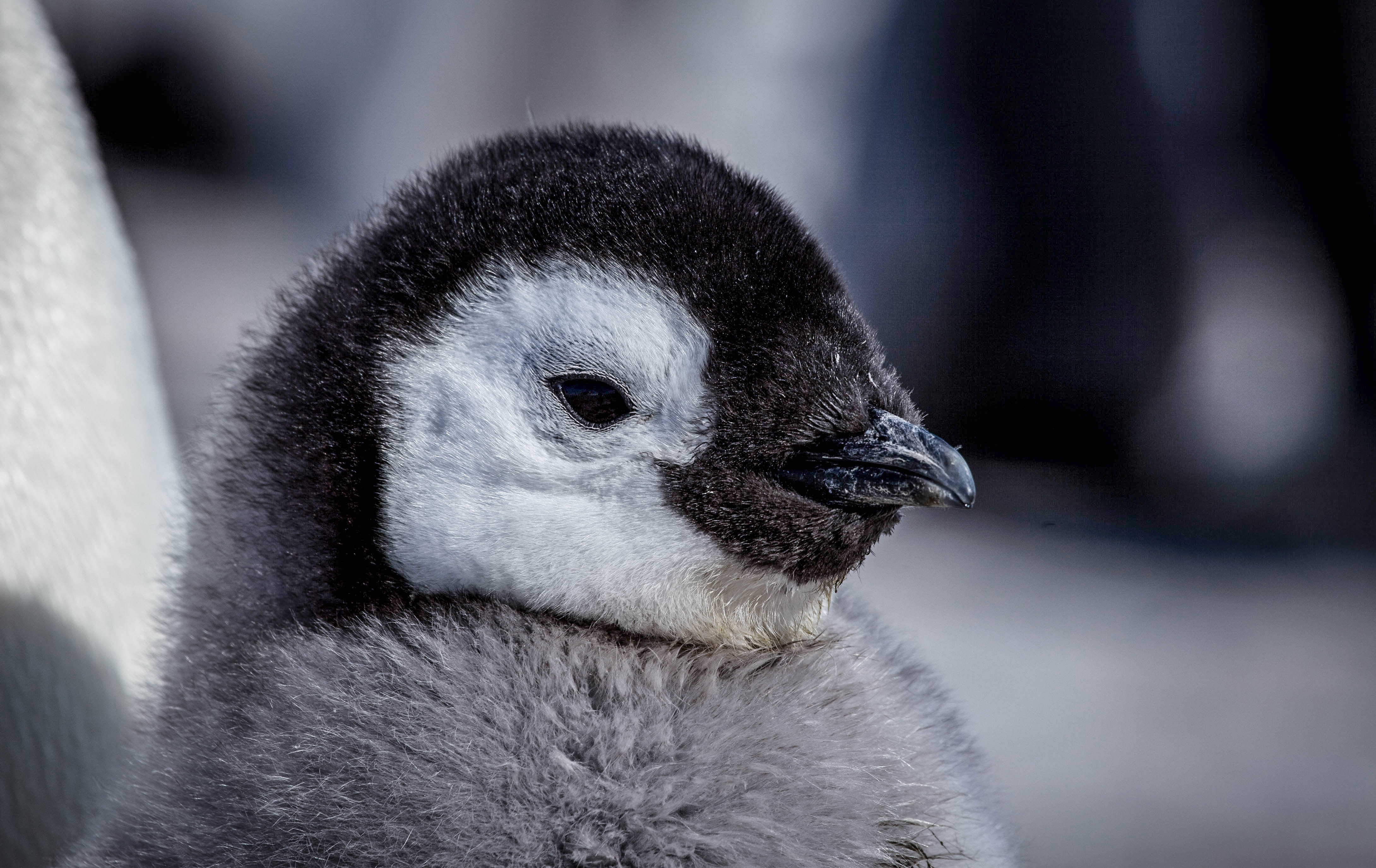 Snežné vtáča - príbeh malého tučniaka