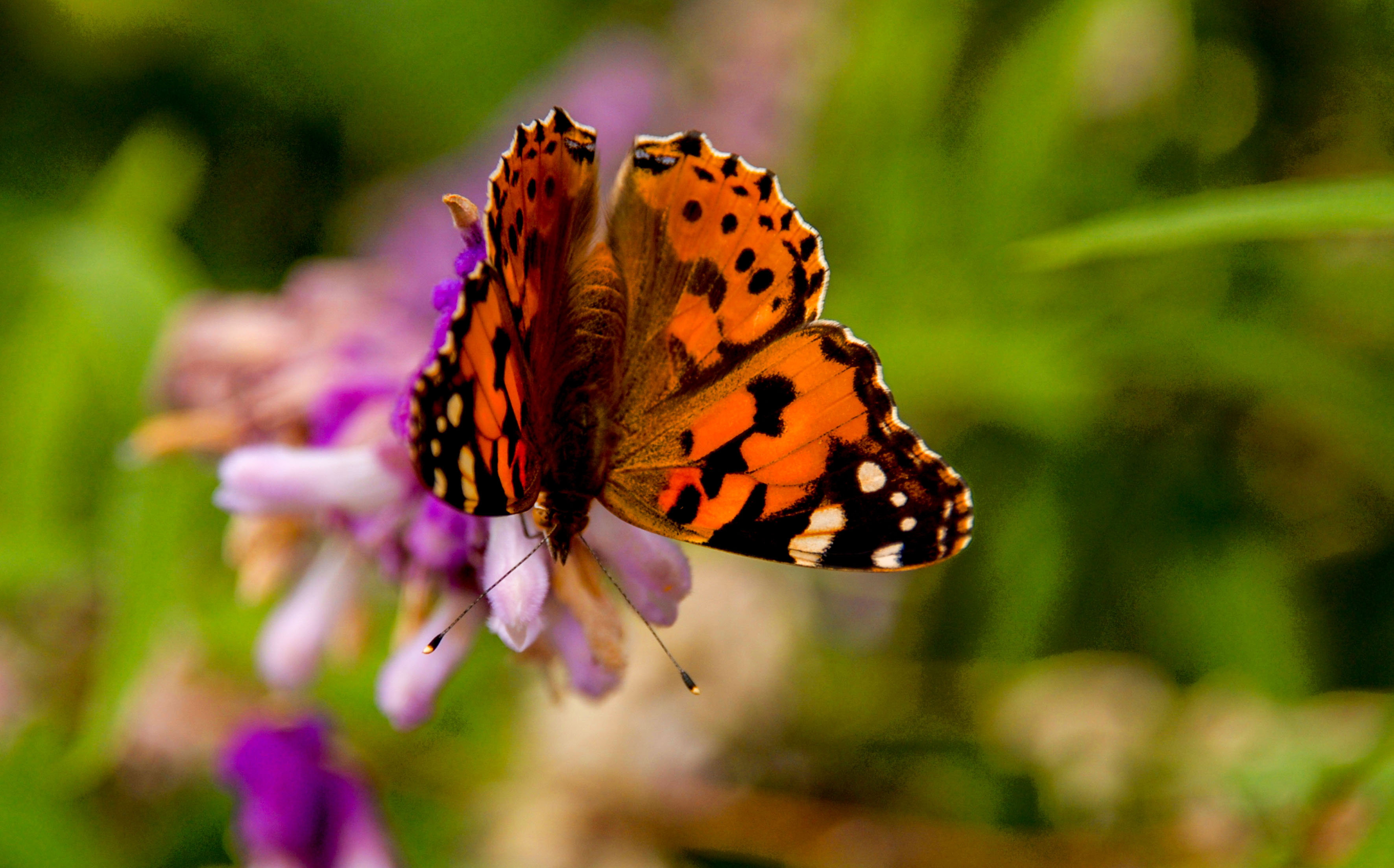 Universum: Zauberhafte Gaukler - Die bunte Welt der Schmetterlinge